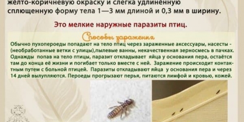 Kako se riješiti pereeda kod pilića narodnim lijekovima kod kuće - efikasni lijekovi